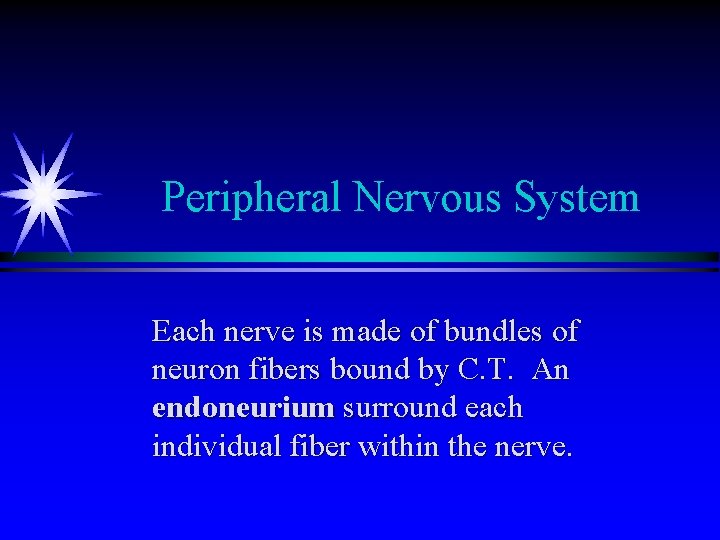 Peripheral Nervous System Each nerve is made of bundles of neuron fibers bound by Peripheral Nervous System Each nerve is made of bundles of neuron fibers bound by