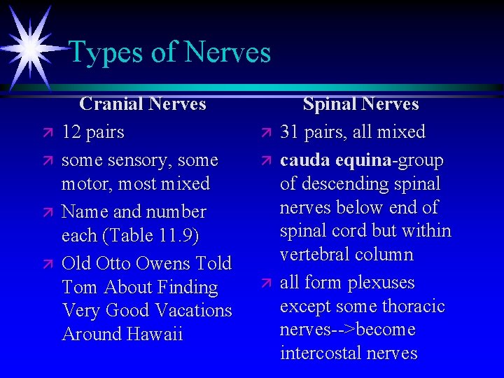 Types of Nerves ä ä Cranial Nerves 12 pairs some sensory, some motor, most Types of Nerves ä ä Cranial Nerves 12 pairs some sensory, some motor, most