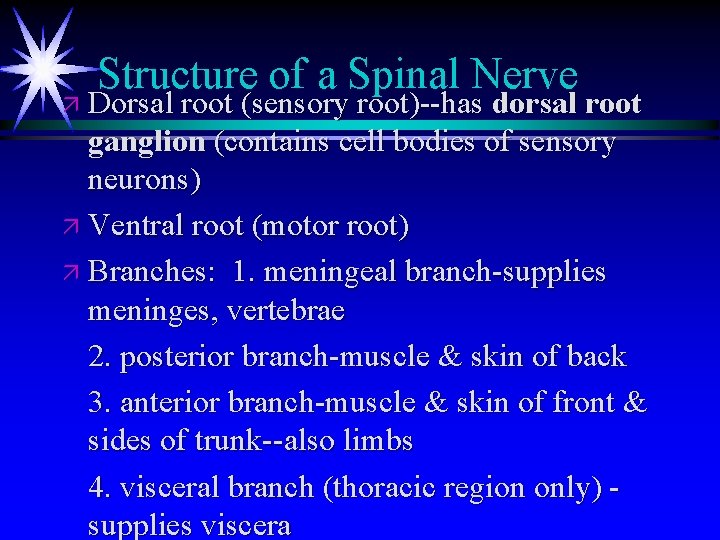 Structure of a Spinal Nerve ä Dorsal root (sensory root)--has dorsal root ganglion (contains Structure of a Spinal Nerve ä Dorsal root (sensory root)--has dorsal root ganglion (contains