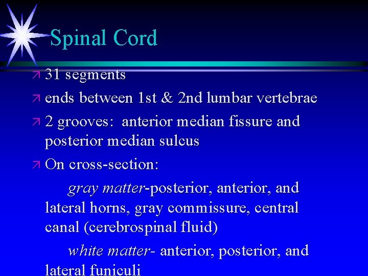 Spinal Cord ä 31 segments ä ends between 1 st & 2 nd lumbar Spinal Cord ä 31 segments ä ends between 1 st & 2 nd lumbar