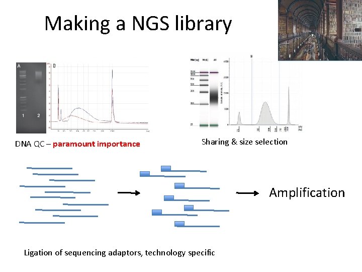 Making a NGS library DNA QC – paramount importance Sharing & size selection Amplification Making a NGS library DNA QC – paramount importance Sharing & size selection Amplification