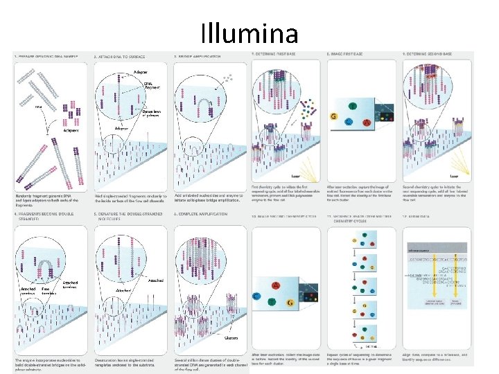 Illumina Illumina