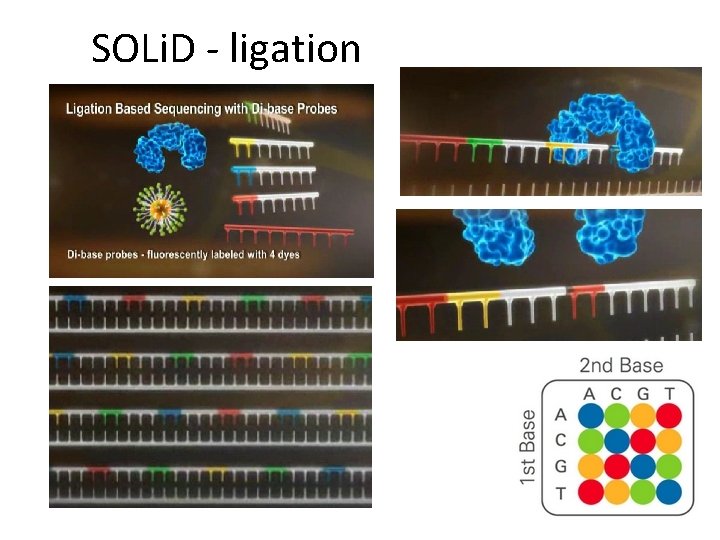 SOLi. D - ligation SOLi. D - ligation