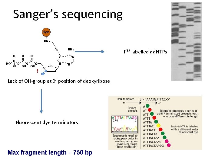 Sanger’s sequencing P 32 labelled dd. NTPs ! Lack of OH-group at 3’ position Sanger’s sequencing P 32 labelled dd. NTPs ! Lack of OH-group at 3’ position
