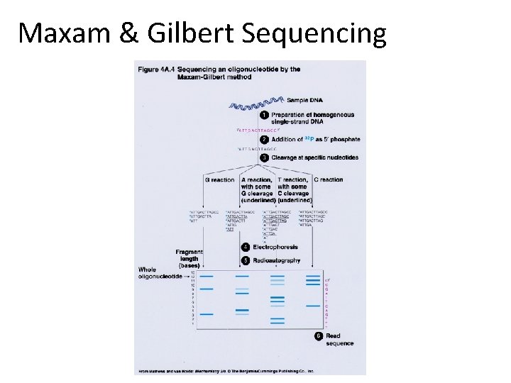 Maxam & Gilbert Sequencing Maxam & Gilbert Sequencing