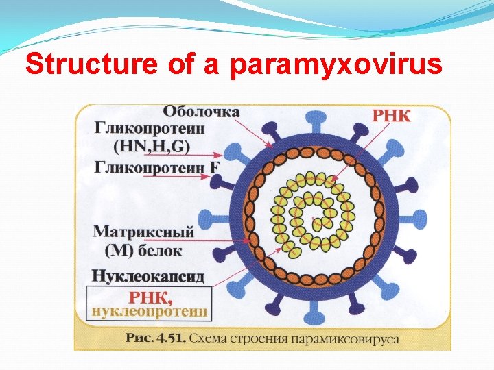 Structure of a paramyxovirus 