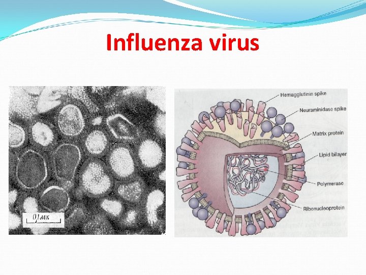 Influenza virus 