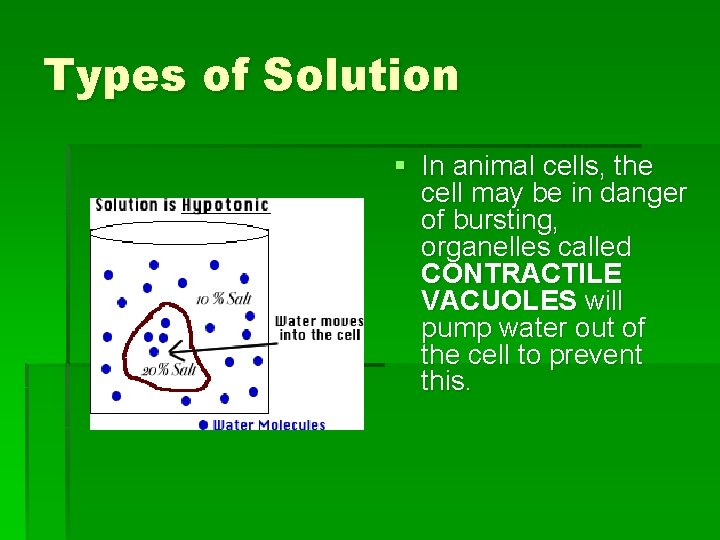 Types of Solution § In animal cells, the cell may be in danger of