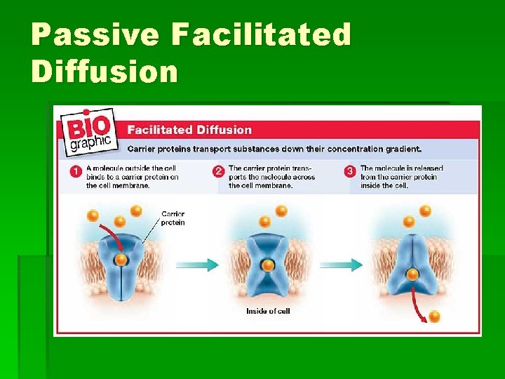 Passive Facilitated Diffusion 