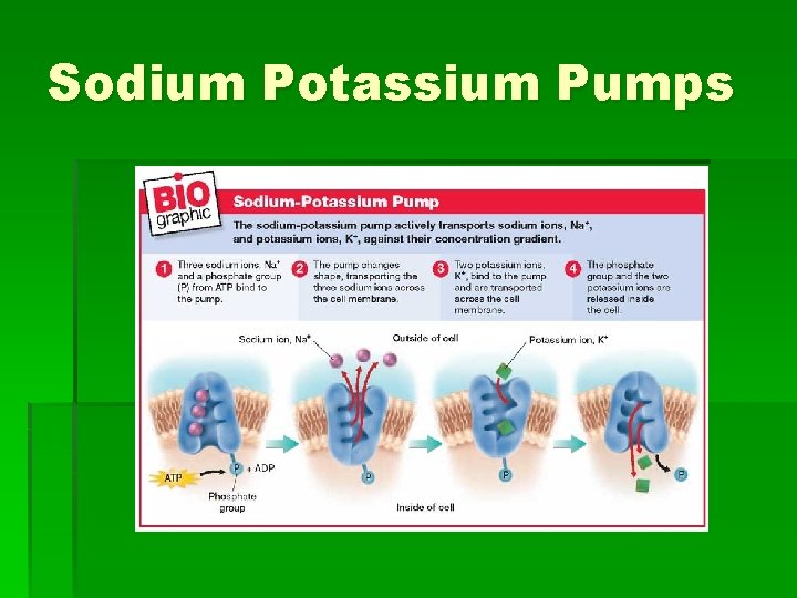 Sodium Potassium Pumps 