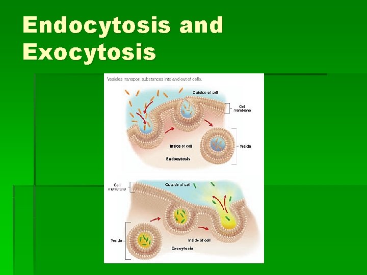 Endocytosis and Exocytosis 