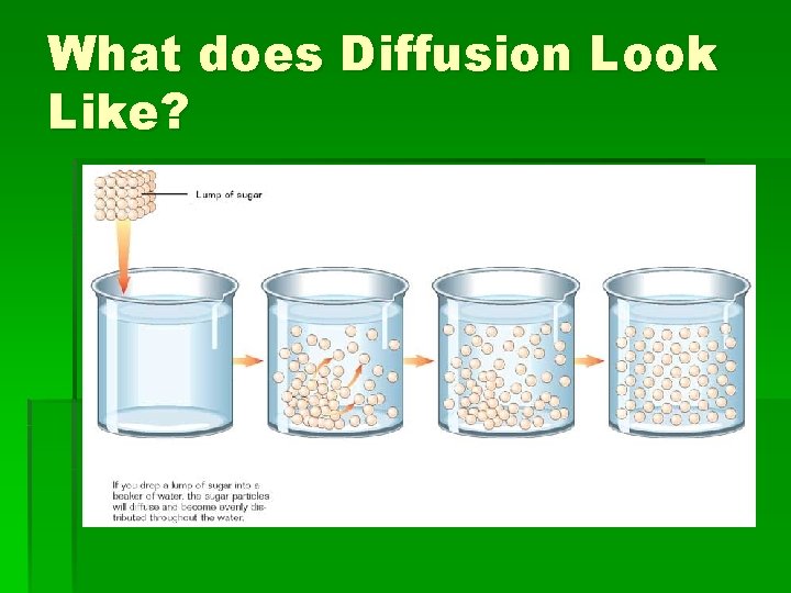 What does Diffusion Look Like? 