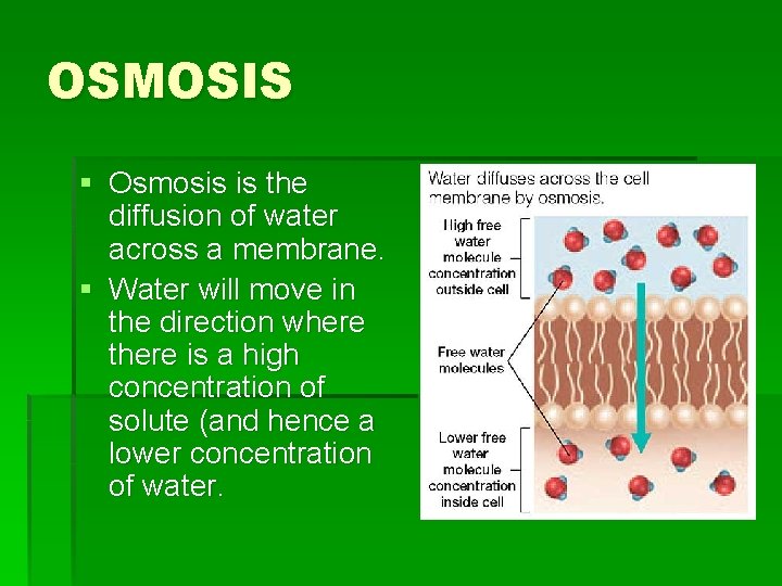 OSMOSIS § Osmosis is the diffusion of water across a membrane. § Water will
