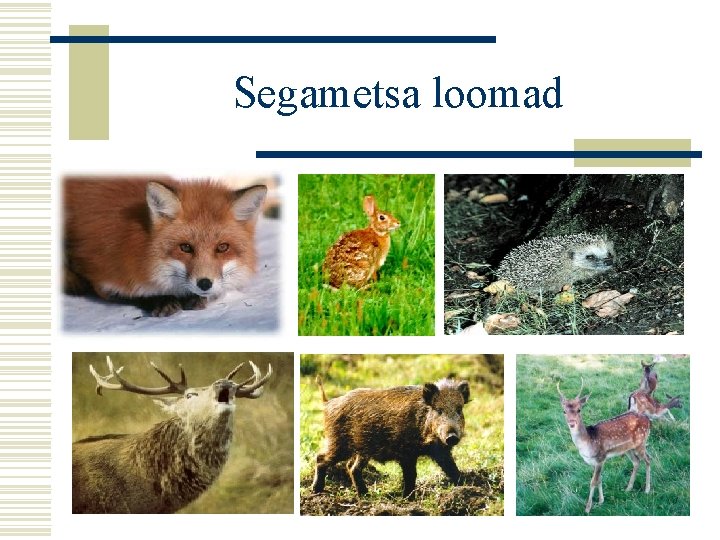 Segametsa loomad 