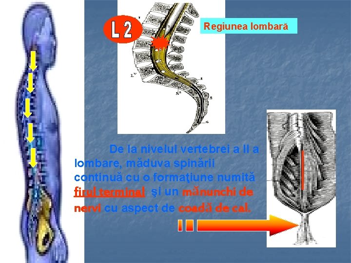 Regiunea lombară De la nivelul vertebrei a II a lombare, măduva spinării continuă cu