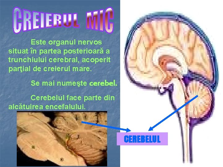 Este organul nervos situat în partea posterioară a trunchiului cerebral, acoperit parţial de creierul