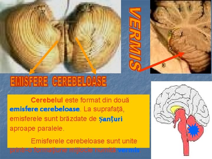 Cerebelul este format din două emisfere cerebeloase. La suprafaţă, emisferele sunt brăzdate de şanţuri