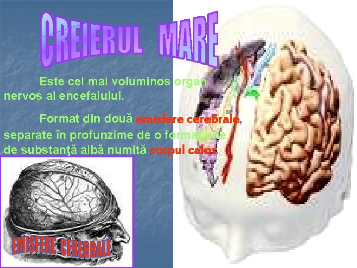 Este cel mai voluminos organ nervos al encefalului. Format din două emisfere cerebrale, separate