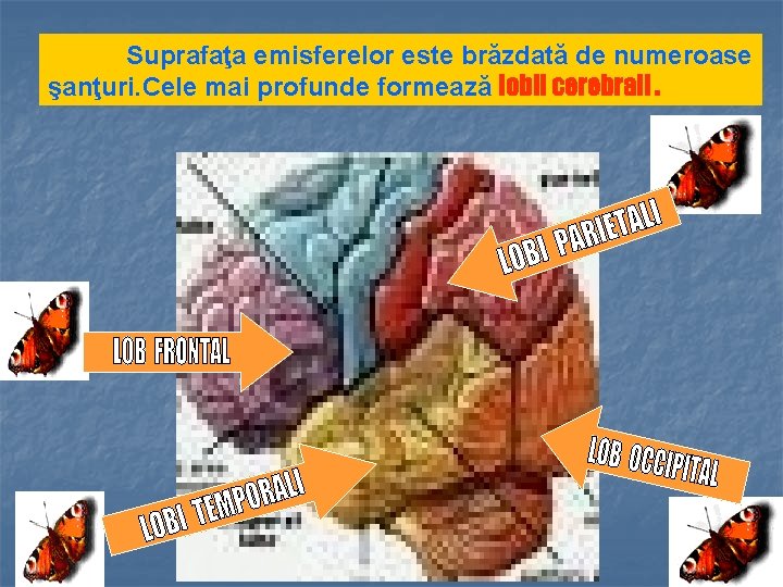 Suprafaţa emisferelor este brăzdată de numeroase şanţuri. Cele mai profunde formează lobii cerebrali. 