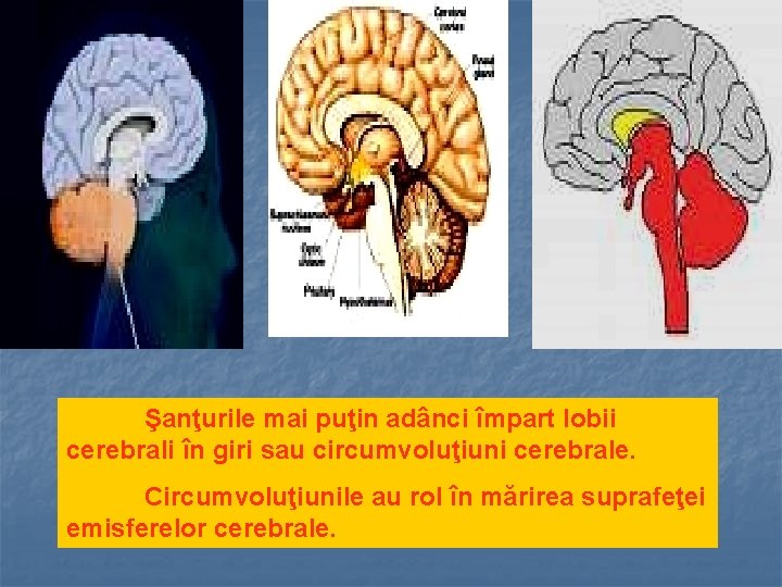 Şanţurile mai puţin adânci împart lobii cerebrali în giri sau circumvoluţiuni cerebrale. Circumvoluţiunile au