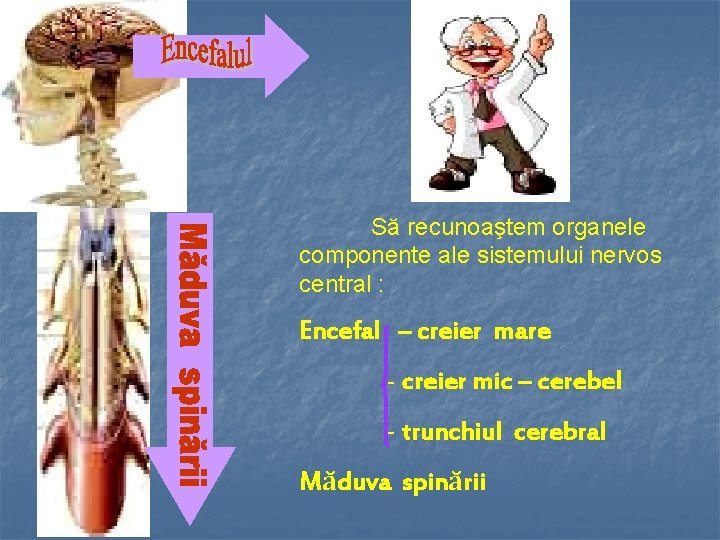 Să recunoaştem organele componente ale sistemului nervos central : Encefal – creier mare -