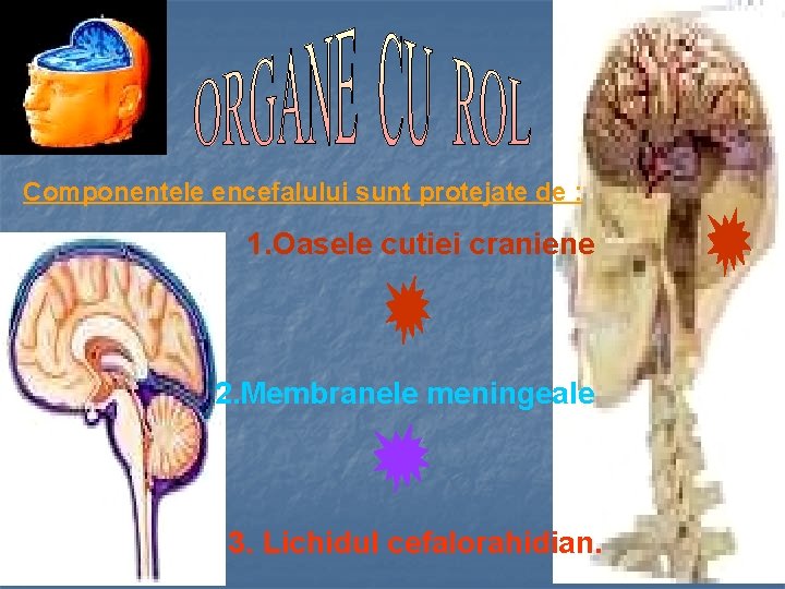 Componentele encefalului sunt protejate de : 1. Oasele cutiei craniene 2. Membranele meningeale 3.