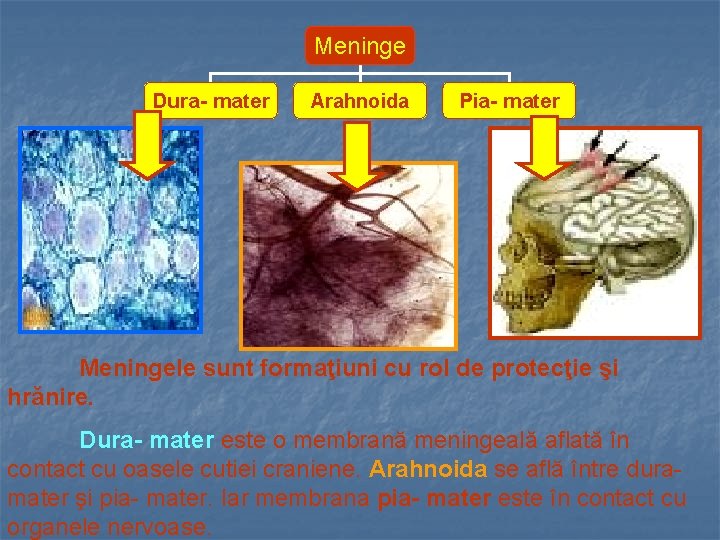 Meninge Dura- mater Arahnoida Pia- mater Meningele sunt formaţiuni cu rol de protecţie şi