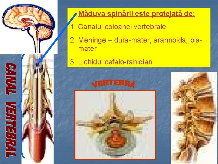 Măduva spinării este protejată de: 1. Canalul coloanei vertebrale 2. Meninge – dura-mater, arahnoida,