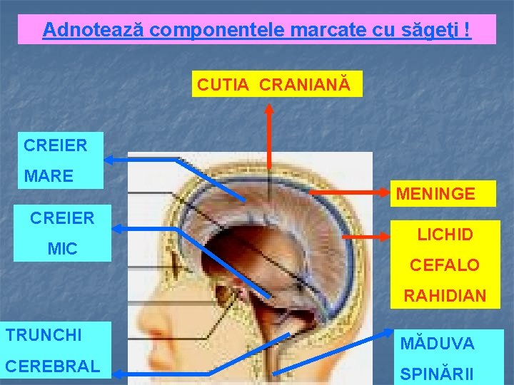 Adnotează componentele marcate cu săgeţi ! CUTIA CRANIANĂ CREIER MARE CREIER MIC MENINGE LICHID