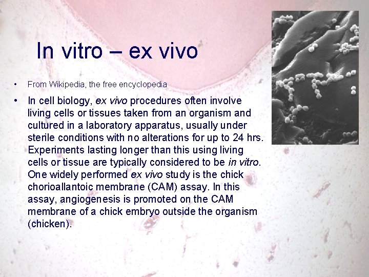 In vitro – ex vivo • From Wikipedia, the free encyclopedia • In cell