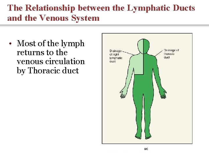 The Relationship between the Lymphatic Ducts and the Venous System • Most of the The Relationship between the Lymphatic Ducts and the Venous System • Most of the