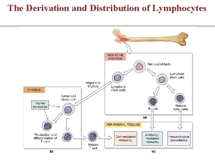 The Derivation and Distribution of Lymphocytes The Derivation and Distribution of Lymphocytes