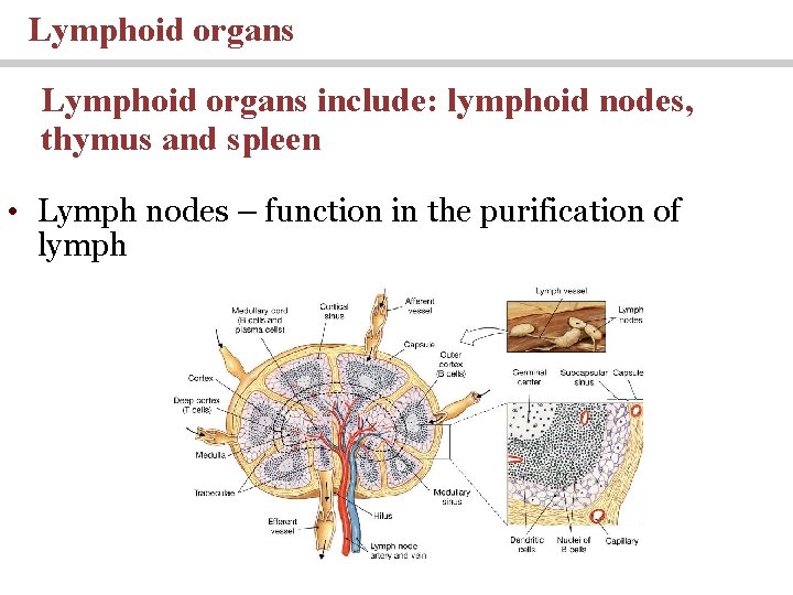 Lymphoid organs include: lymphoid nodes, thymus and spleen • Lymph nodes – function in Lymphoid organs include: lymphoid nodes, thymus and spleen • Lymph nodes – function in
