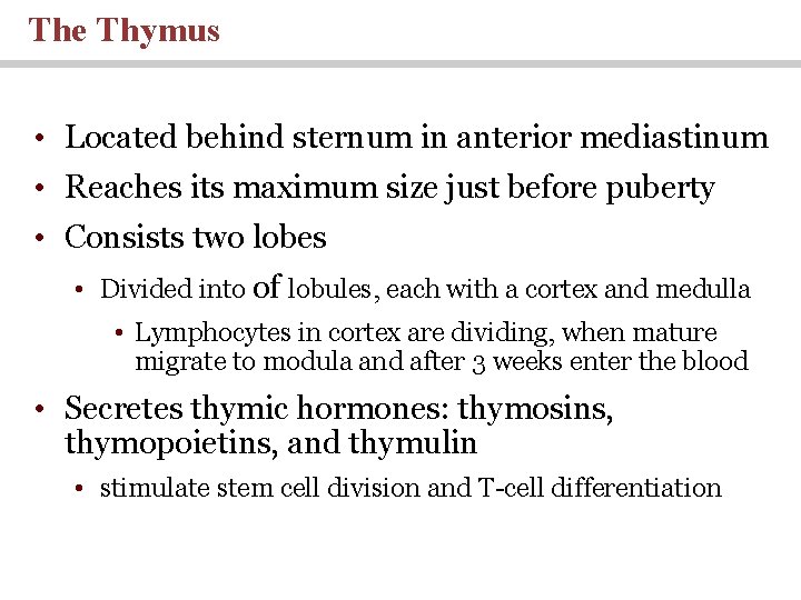 The Thymus • Located behind sternum in anterior mediastinum • Reaches its maximum size The Thymus • Located behind sternum in anterior mediastinum • Reaches its maximum size