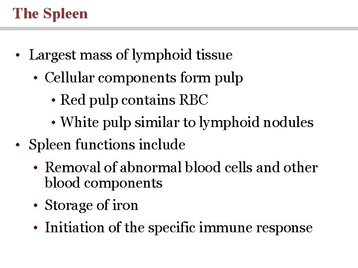 The Spleen • Largest mass of lymphoid tissue • Cellular components form pulp • The Spleen • Largest mass of lymphoid tissue • Cellular components form pulp •