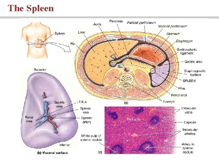 The Spleen The Spleen