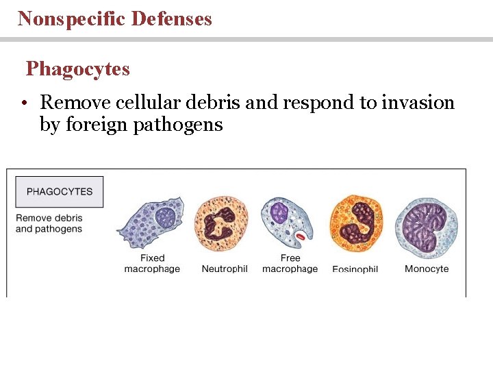 Nonspecific Defenses Phagocytes • Remove cellular debris and respond to invasion by foreign pathogens Nonspecific Defenses Phagocytes • Remove cellular debris and respond to invasion by foreign pathogens