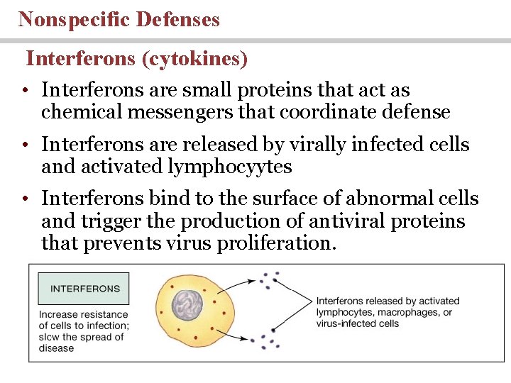 Nonspecific Defenses Interferons (cytokines) • Interferons are small proteins that act as chemical messengers Nonspecific Defenses Interferons (cytokines) • Interferons are small proteins that act as chemical messengers