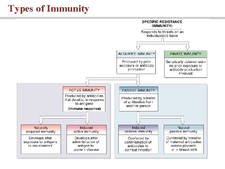 Types of Immunity Types of Immunity