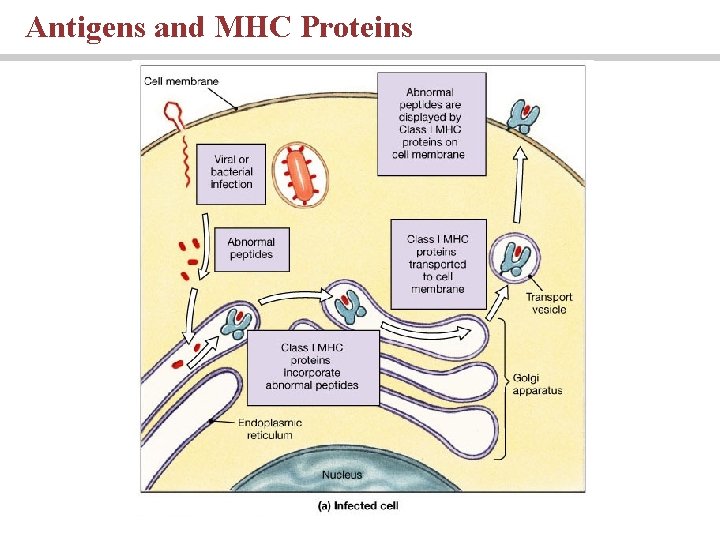 Antigens and MHC Proteins Antigens and MHC Proteins