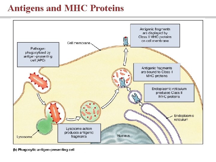 Antigens and MHC Proteins Antigens and MHC Proteins