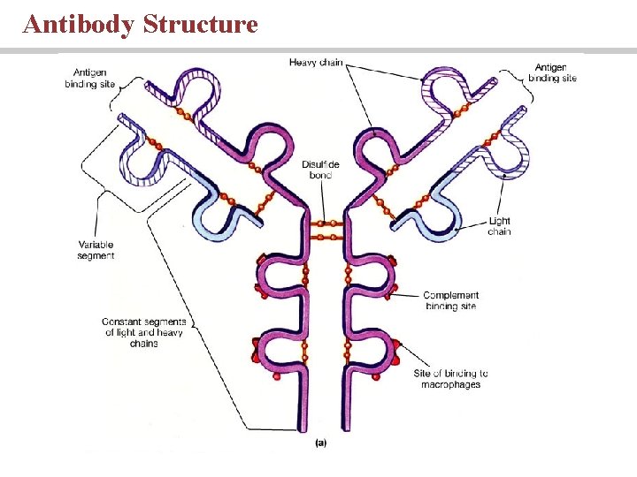 Antibody Structure Antibody Structure