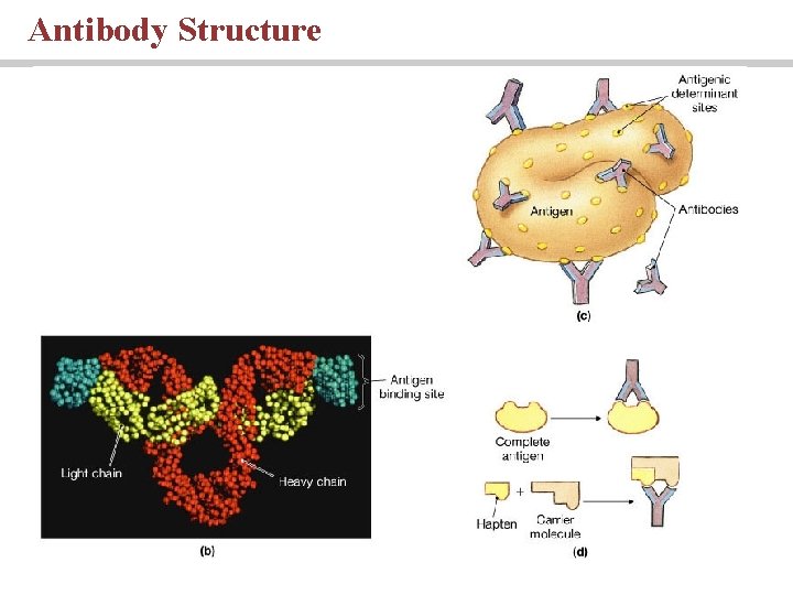Antibody Structure Antibody Structure