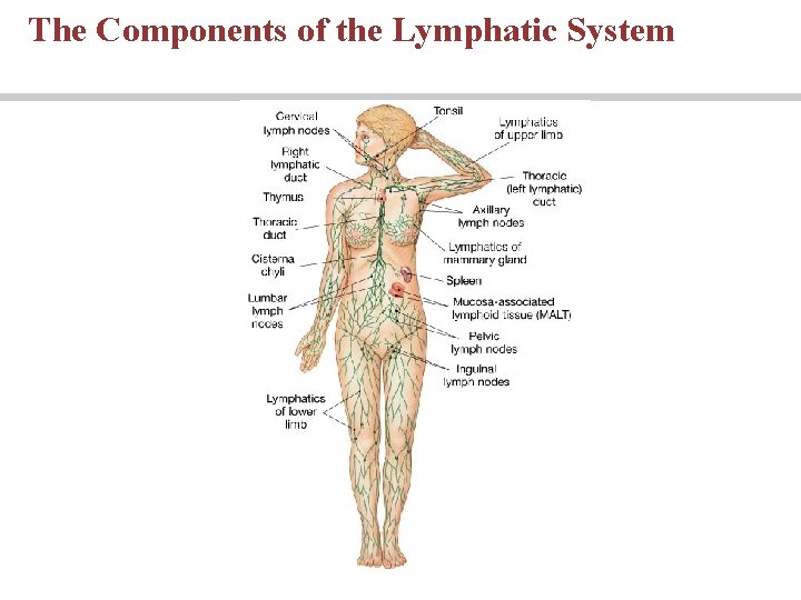 The Components of the Lymphatic System The Components of the Lymphatic System