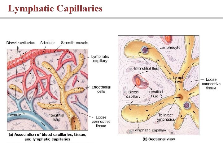 Lymphatic Capillaries Lymphatic Capillaries