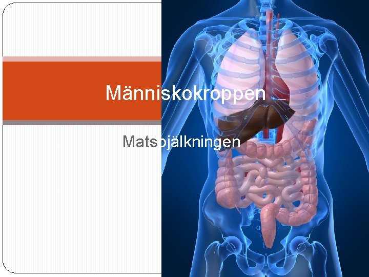 Människokroppen Matspjälkningen 