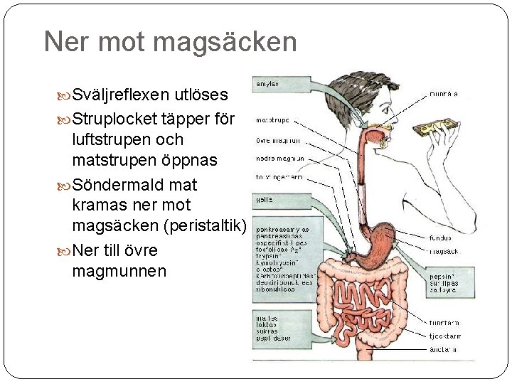 Ner mot magsäcken Sväljreflexen utlöses Struplocket täpper för luftstrupen och matstrupen öppnas Söndermald mat