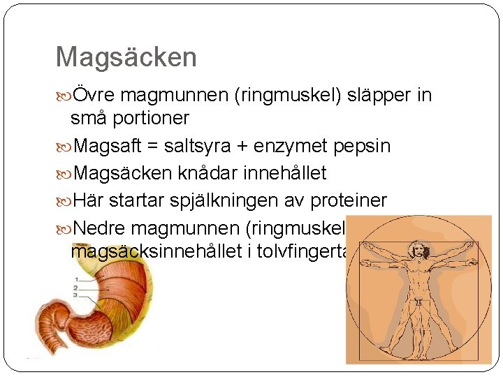 Magsäcken Övre magmunnen (ringmuskel) släpper in små portioner Magsaft = saltsyra + enzymet pepsin