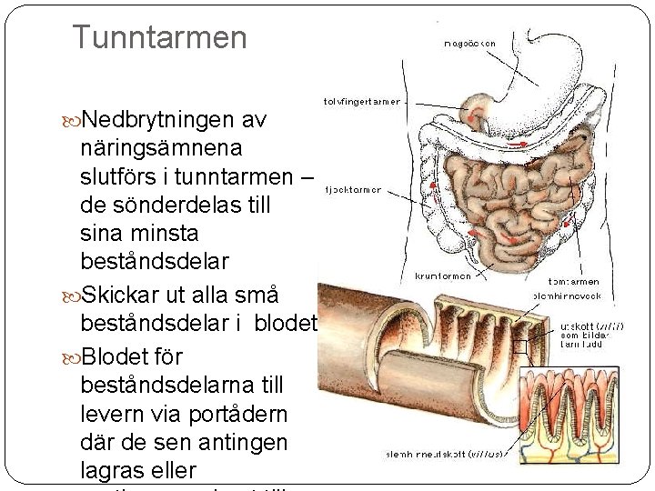 Tunntarmen Nedbrytningen av näringsämnena slutförs i tunntarmen – de sönderdelas till sina minsta beståndsdelar