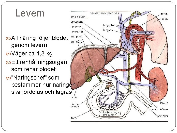 Levern All näring följer blodet genom levern Väger ca 1, 3 kg Ett renhållningsorgan